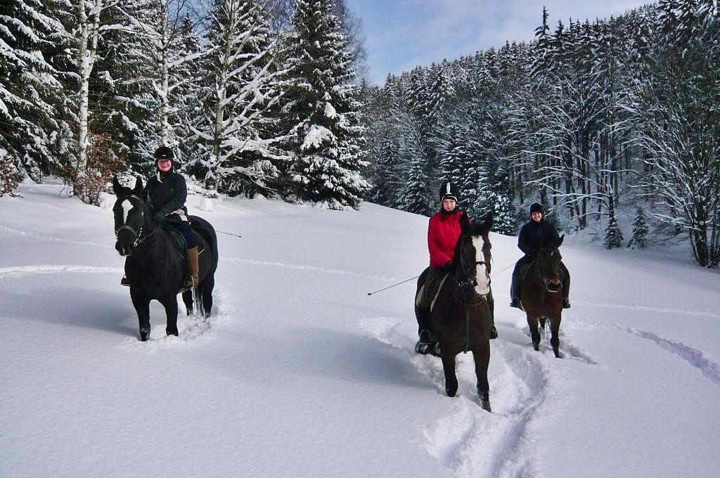Ausritt im Winterwald
