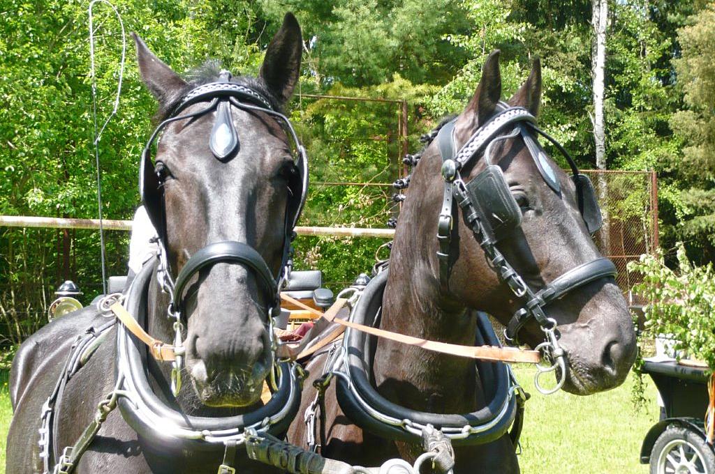 Pferdegespann